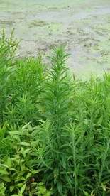 蓬草小飞蓬