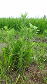蓬草小飞蓬
