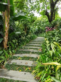 林荫小路