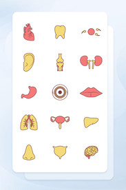 红黄色线性填充人体器官矢量图标