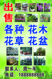 花草花木花盆