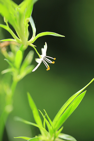 吊兰花
