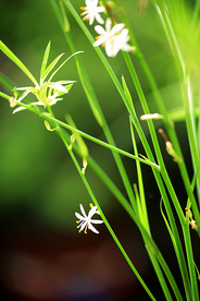 吊兰花