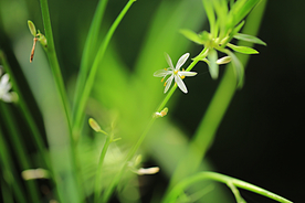 吊兰花