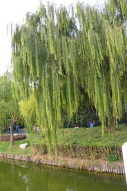 垂柳风景