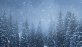 雪松树