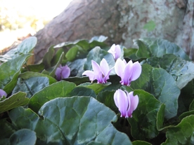 兔耳花