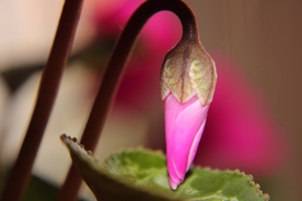 兔耳花
