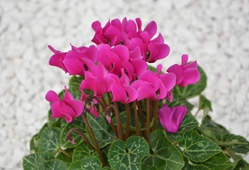 兔耳花