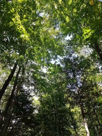 风景秋天树林绿荫