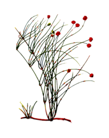 草本植物药材