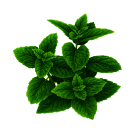 草本植物药材