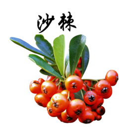 草本植物药材