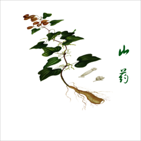 草本植物药材