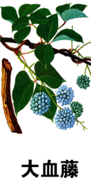 草本植物药材