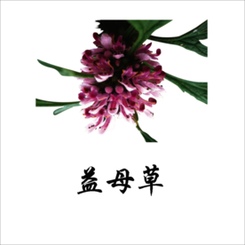 草本植物药材