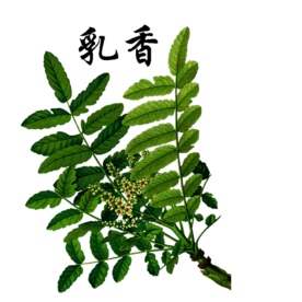 草本植物药材