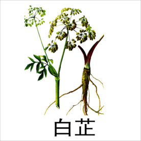 草本植物药材