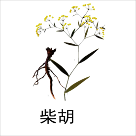 草本植物药材