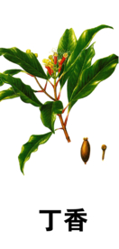 草本植物药材
