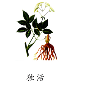 草本植物药材