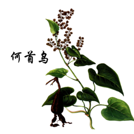 草本植物药材