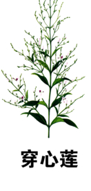 草本植物药材
