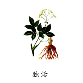 草本植物药材