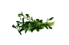 草本植物药材