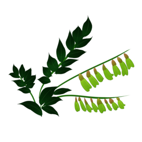 草本植物药材