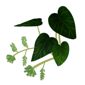 草本植物药材