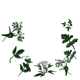 草本植物药材