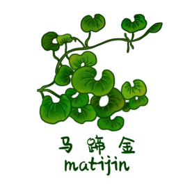 草本植物药材