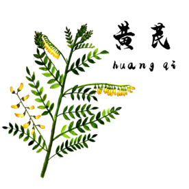 草本植物药材
