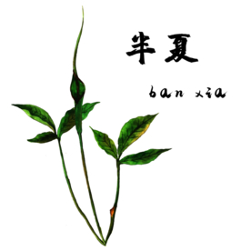 草本植物药材