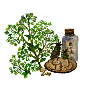 草本植物药材