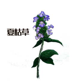 草本植物药材