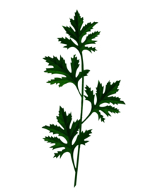 草本植物药材