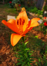 鲜花 花百合花