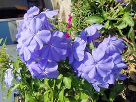蓝雪花