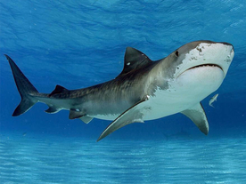 鲨鱼