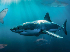 鲨鱼