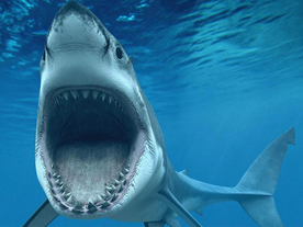 鲨鱼