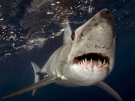 鲨鱼