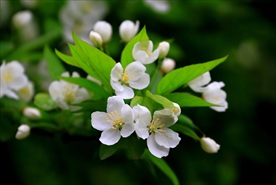 二十四番花信风:春分节气海棠,