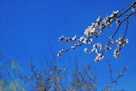树上开花春分