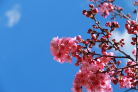 蓝天樱花