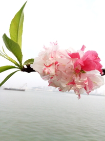 粉黛