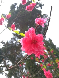 红桃