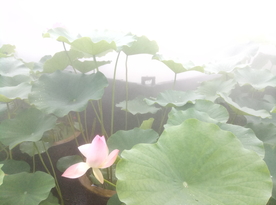 仙气飘飘